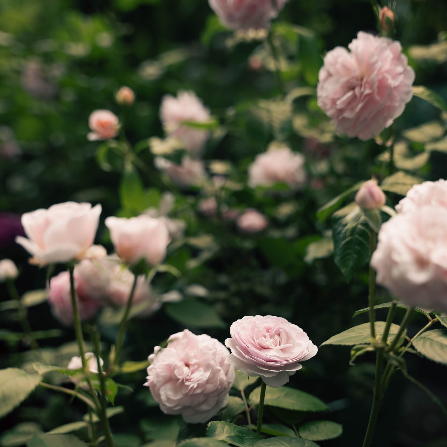 The Rose Garden Blend